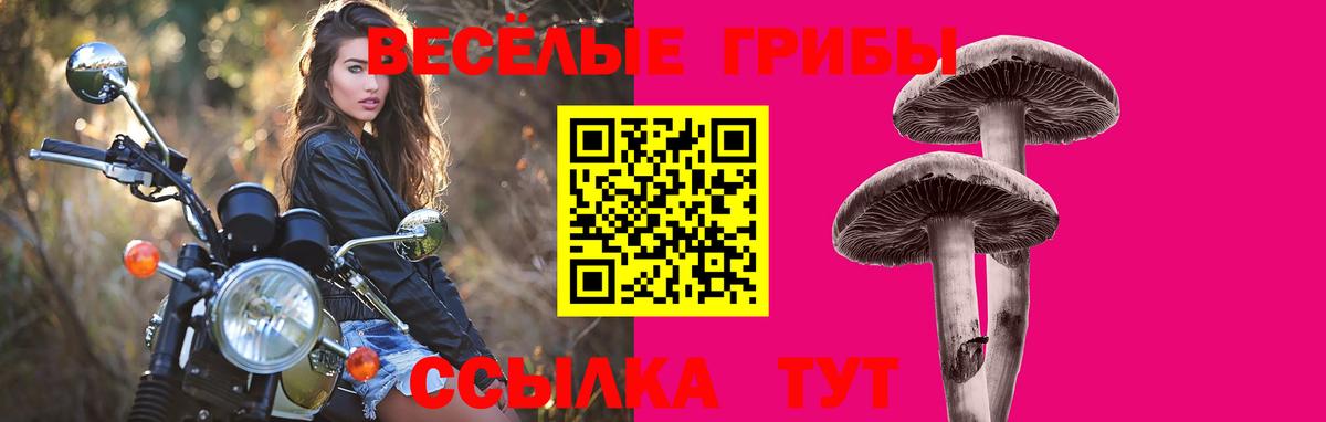 Нальчик  Псилоцибиновые грибы Psilocybine cubensis  Вход с VPN 